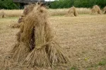 Církev a stát (4): Shrnutí a důsledky